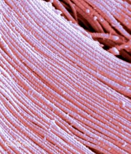 What is Collagen Fiber?